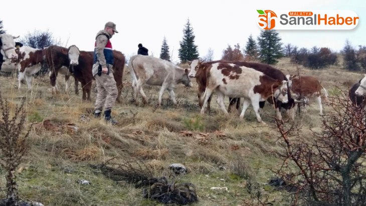 Kayıp inekler jandarma tarafından 7 kilometre uzakta bulundu
