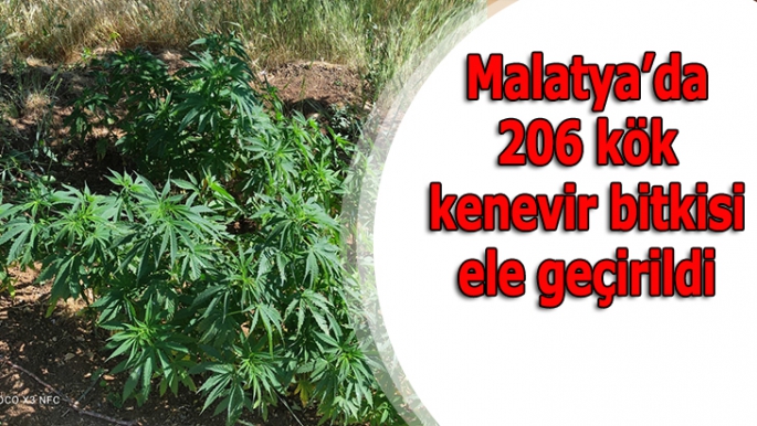 Malatya'da 206 kök kenevir bitkisi ele geçirildi