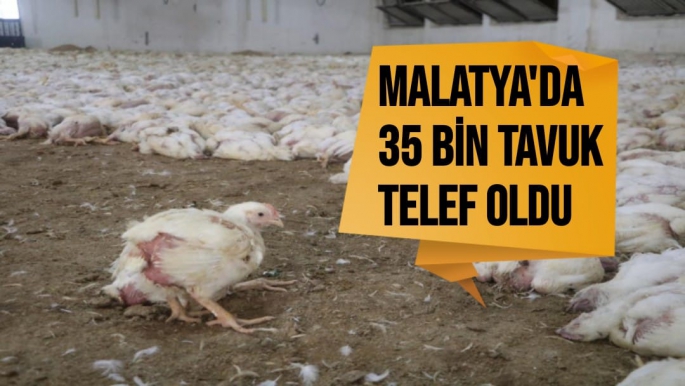 Malatya'da 35 bin tavuk telef oldu
