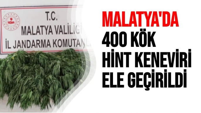 Malatya'da 400 kök Hint keneviri ele geçirildi