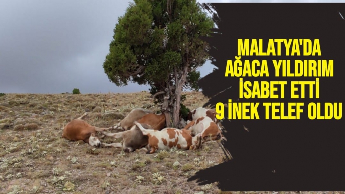 Malatya'da ağaca Yıldırım isabet etti 9 inek telef oldu