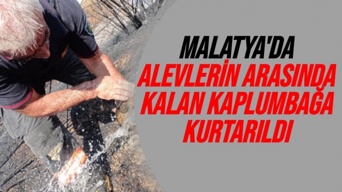 Malatya'da Alevlerin arasında kalan kaplumbağa kurtarıldı