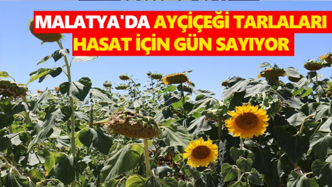 Malatya'da Ayçiçeği tarlaları hasat için gün sayıyor
