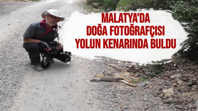 Malatya'da doğa fotoğrafçısı yolun kenarında buldu