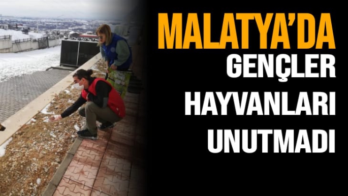 Malatya’da Gençler Hayvanları Unutmadı