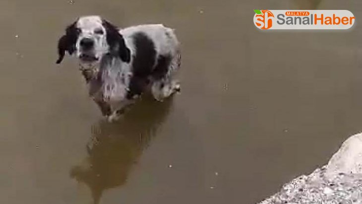 Malatya'da havuzda mahsur kalan köpek kurtarıldı