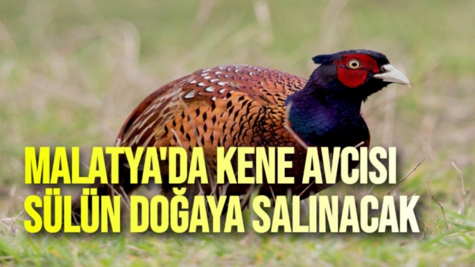 Malatya'da Kene avcısı  sülün doğaya salınacak