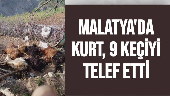 Malatya'da Kurt, 9 keçiyi telef etti