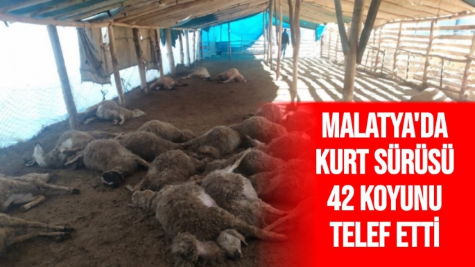 Malatya'da kurt sürüsü, 42 koyunu telef etti