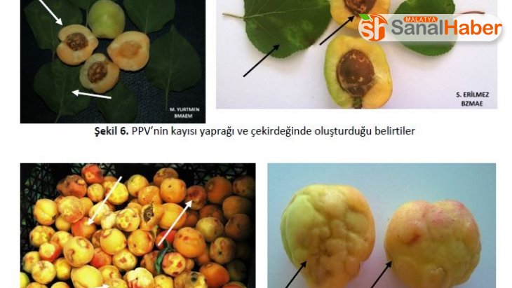 Malatya'da meyve üreticilerine şarka virüsü uyarısı