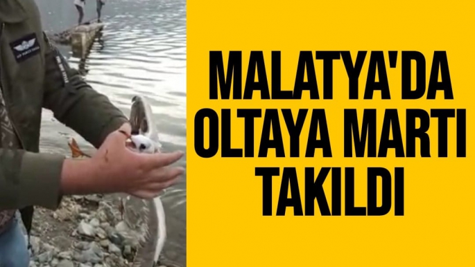 Malatya'da Oltaya martı takıldı
