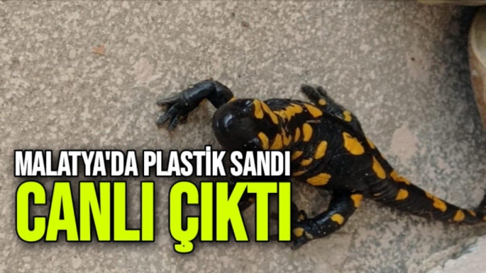 Malatya'da Plastik sandı canlı çıktı
