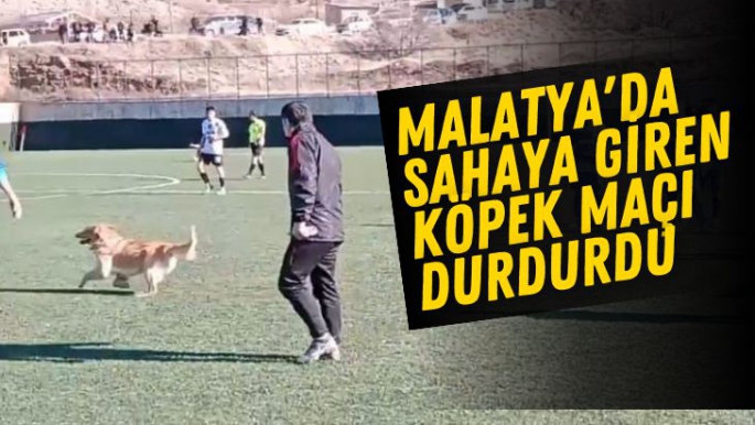 Malatya'da Sahaya giren köpek maçı durdurdu
