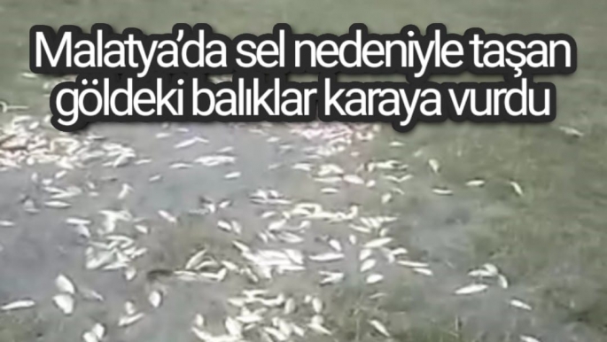 Malatya’da sel nedeniyle taşan göldeki balıklar karaya vurdu