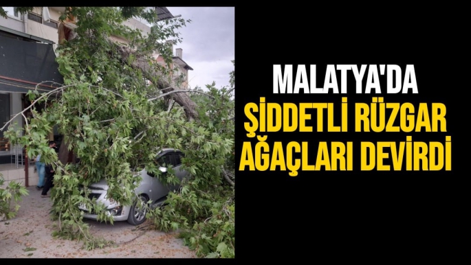Malatya'da Şiddetli rüzgar ağaçları devirdi
