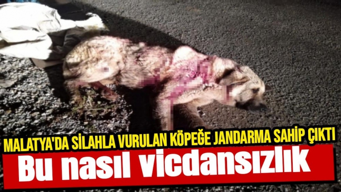 Malatya'da Silahla vurulan köpeğe jandarma sahip çıktı