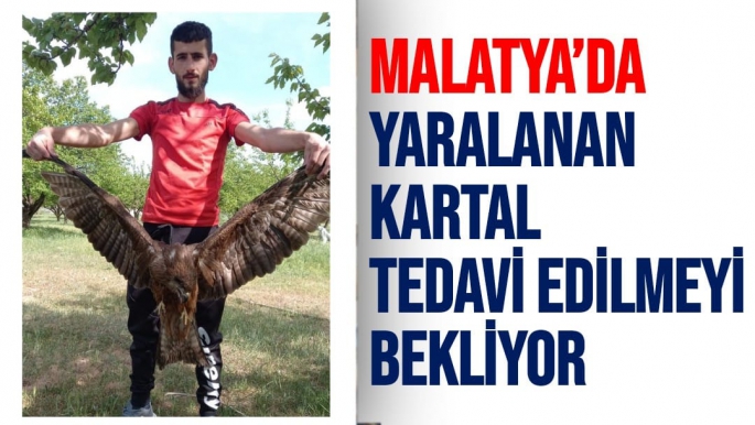 Malatya’da Yaralanan Kartal tedavi edilmeyi bekliyor