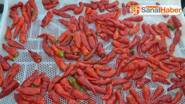 Malatya'da yerli üretim 'Dila Kırmızıbiber' de ilk hasat gerçekleştirildi