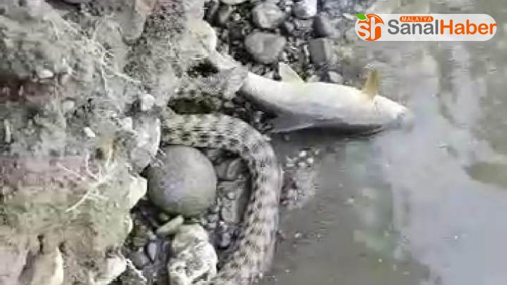 Malatya'da yılanın balık avı