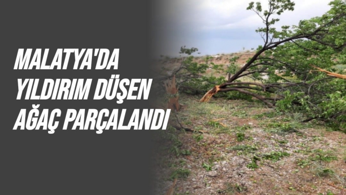 Malatya'da Yıldırım düşen ağaç parçalandı