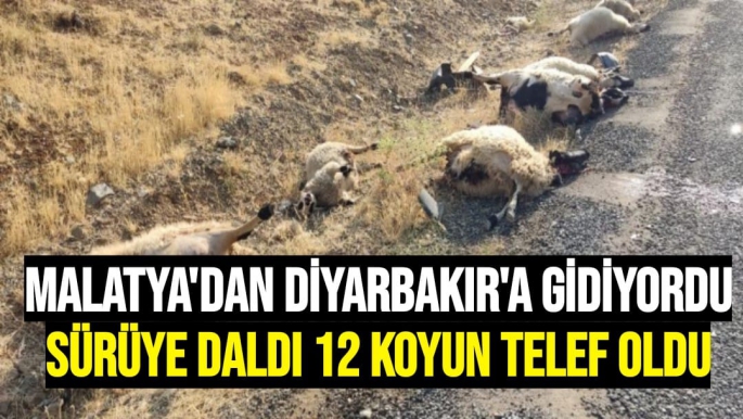 Malatya'dan Diyarbakır'a gidiyordu   sürüye daldı 12 koyun telef oldu