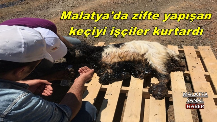 Malatya'da zifte yapışan keçiyi işçiler kurtardı