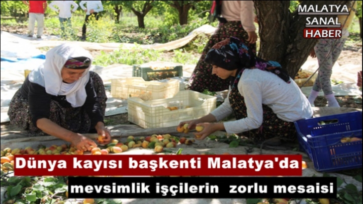 Malatya'da Mevsimlik kayısı işçilerinin zorlu mesaisi