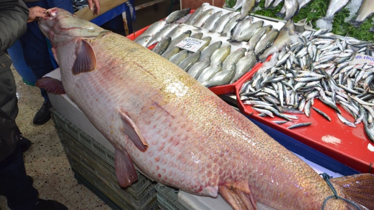 Malatya Balık Pazarındaki dev kurşun balığı görenleri hayrete düşürüyor