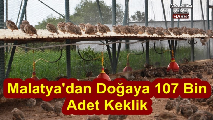Malatya’dan Anadolu’ya 107 bin keklik salındı