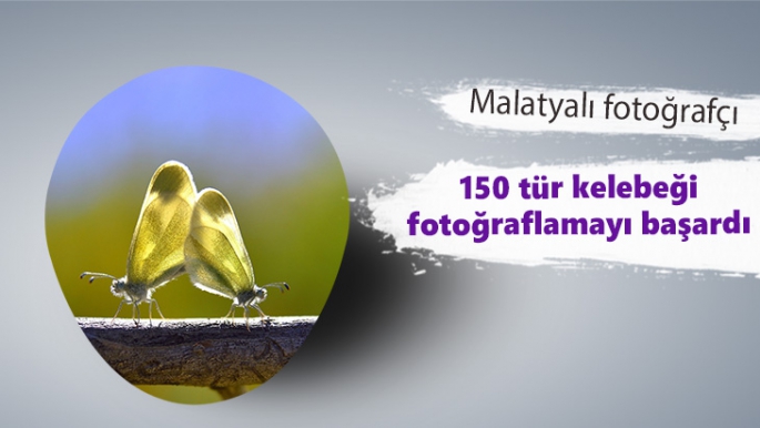 Malatyalı fotoğrafçı 150 tür kelebeği fotoğraflamayı başardı