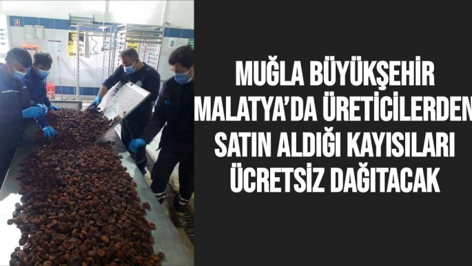 Muğla Büyükşehir, Malatya’da üreticilerden satın aldığı kayısıları ücretsiz dağıtacak