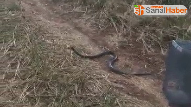 Odunluğa giren yılan yakalanarak doğaya salındı