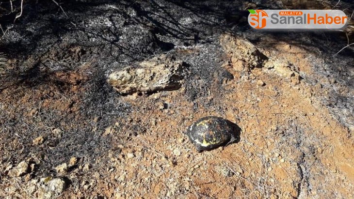 Ormancılar kaplumbağaları yanmaktan kurtardı