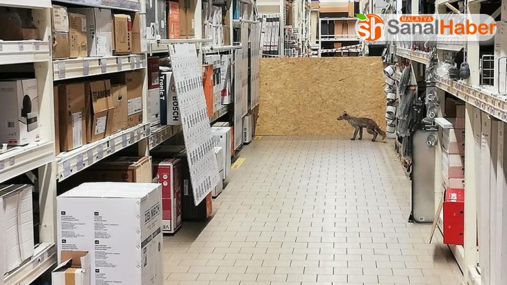Polonya'da hasta tilki, alışveriş merkezine girdi
