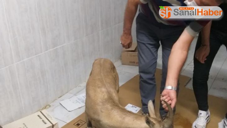 Sivas Divriği'de bulunan gözü rahatsız yaban keçisi tedavi altına alındı