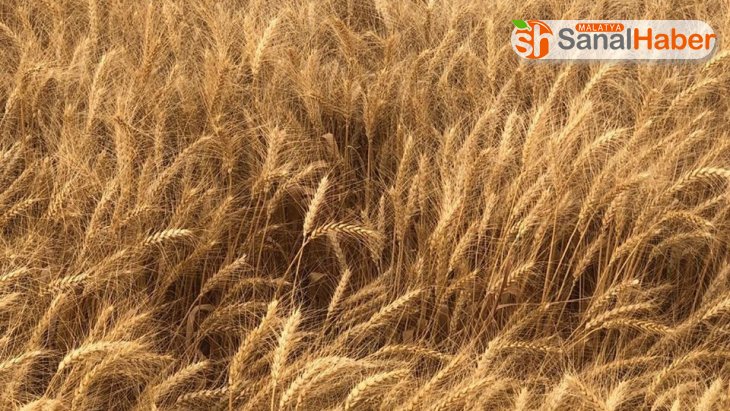 Sivas, ekmeklik buğday üretiminde 5'inci sırada