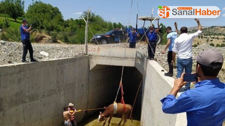 Su kanalına düşen inek kurtarıldı