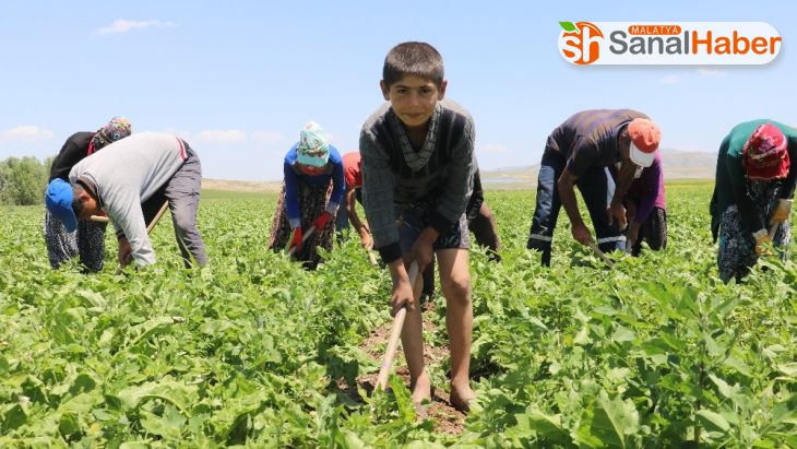 Tarım işçisi çocuklar tatillerini çalışarak geçiriyor
