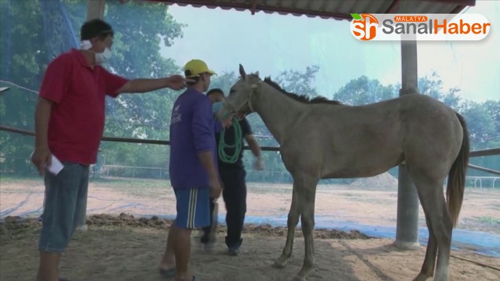 Tayland'da Afrika at vebası salgını patlak verdi: 200 at telef oldu