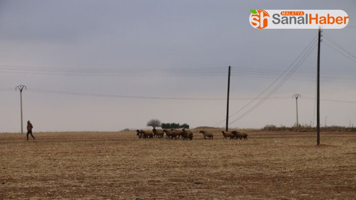 Tel Abyad'da hayvancılık faaliyetleri yeniden başladı