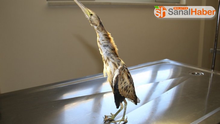 Yaralı Hint Gölet Balıkçıl kuşu tedavi altına alındı