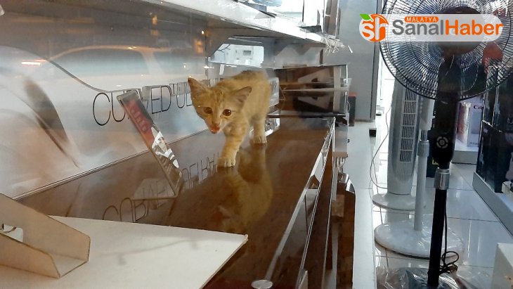Yaramaz minik kedi iş yerinde mahsur kaldı
