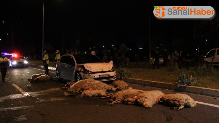 Malatya-Elazığ yolunda Yarış yapan 2 otomobil 30 koyunu telef etti