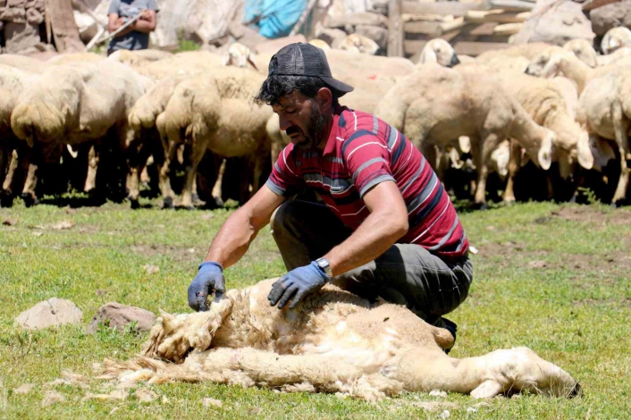 2 bin 220 rakımlı yaylada koyun kırkma mesaisi başladı

