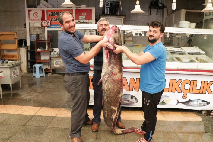 2 metrelik dev balık görenleri şaşırttı
