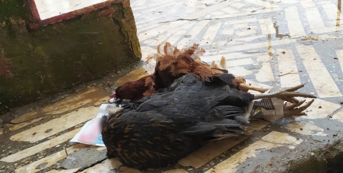 Aç kalan sokak köpekleri tavukları parçaladı
