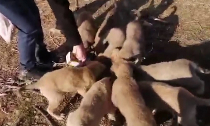 Aç kalan yavru köpekleri vatandaş besledi
