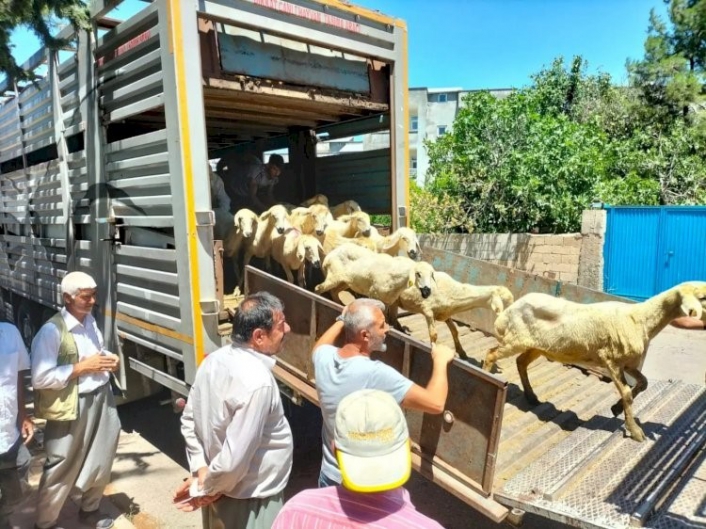 Adıyaman´da 254 baş hayvan dağıtıldı
