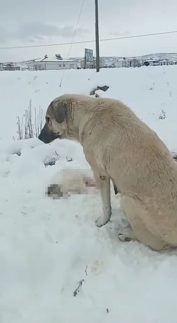 Anne köpek ölen yavrusunun başından ayrılmadı
