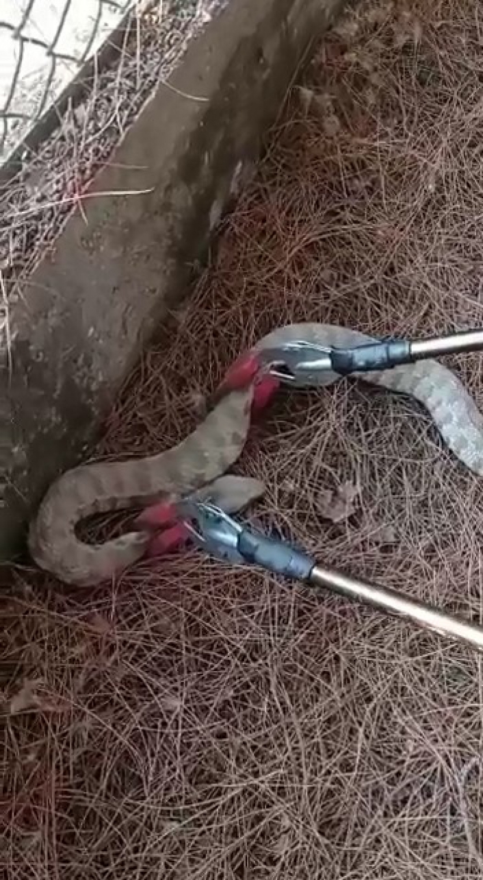 Bahçede görülen yılan yakalandı
